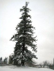fironhill Nate's photo of the tree on the hill