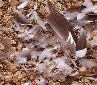 dove-feathers dove-feathers