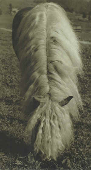 scweisgut3 scweisgut3