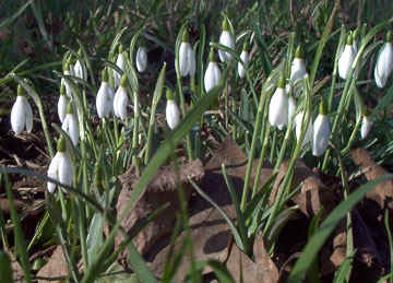 snowdrops1 snowdrops1