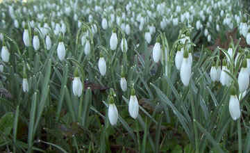 snowdrops3 snowdrops3