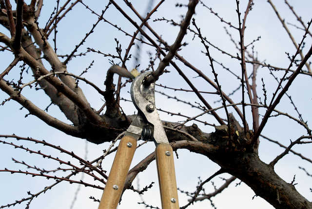 100-pruning4standaloneprod_affiliate25