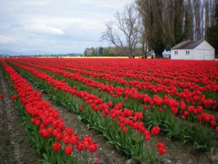 Skagit Tulip Fields photo by Tricia Hitchcock