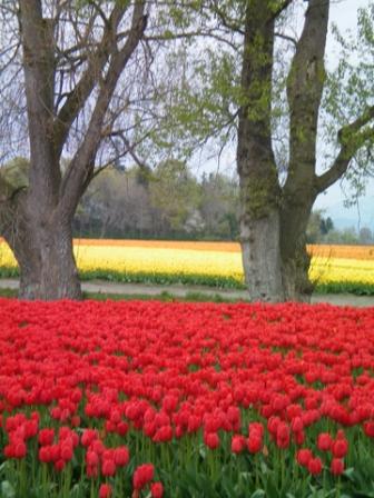 100_0194 Skagit Tulip Fields--photo by Tricia Hitchcock