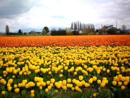 100_0195 Skagit Tulip Fields --photo by Tricia Hitchcock