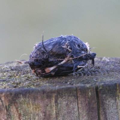 barn_owl_pellet3 barn_owl_pellet3
