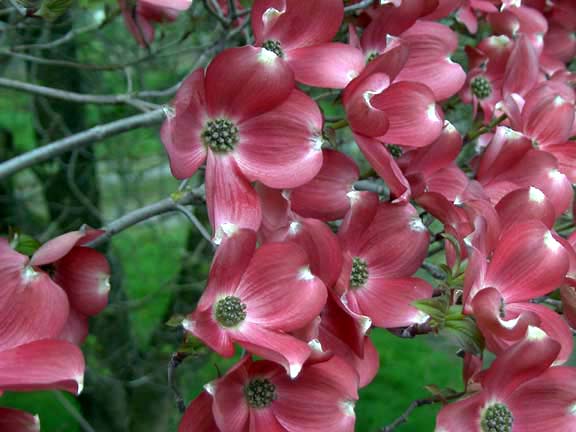dogwood3_ dogwood3_