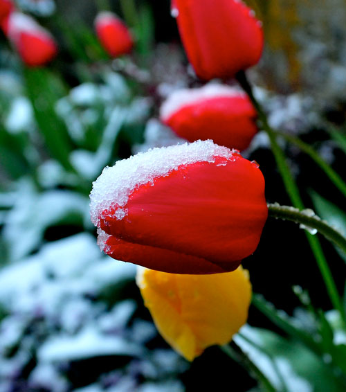 snow-tulip1 http://www.dorpat.com/?p=369