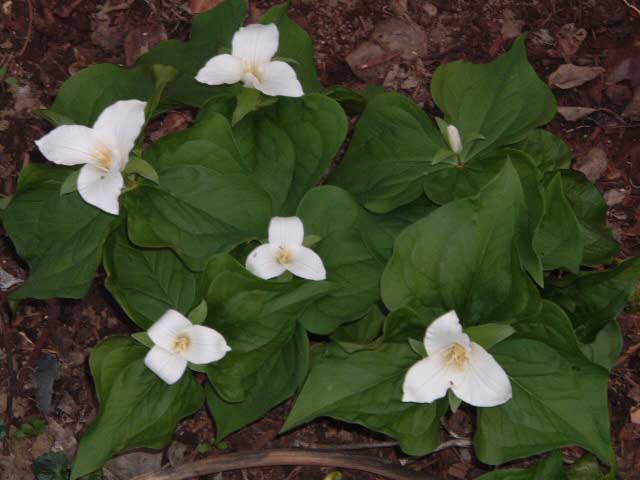 trillium2 trillium2