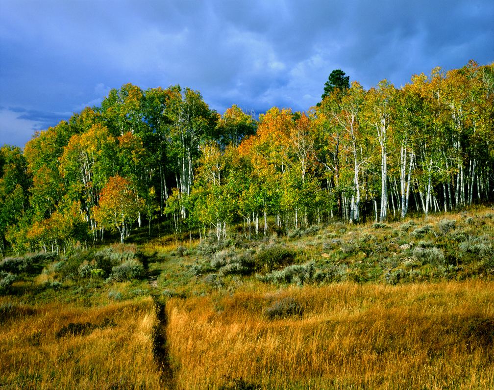 aspen_grove_with_path_godaddy_nq9y