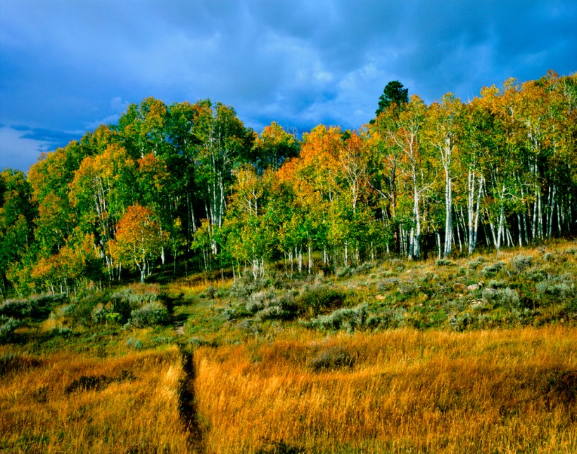 aspen_grove_with_path_godaddy_nq9y