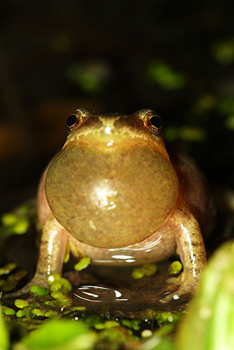 SpringPeeper SpringPeeper