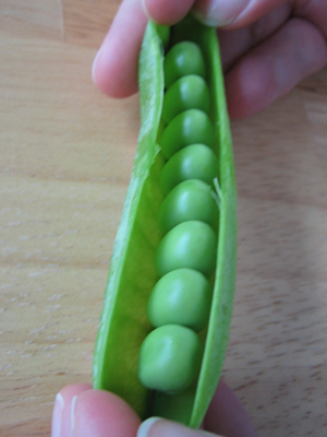061106_peas1 061106_peas1