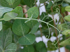 2707409069_79592901f2_m 2707409069_79592901f2_m