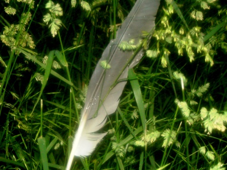feather