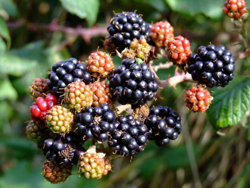 blackberries
