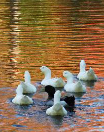 _wsb_442x347_Ducks+in+a+pond+2 _wsb_442x347_Ducks+in+a+pond+2