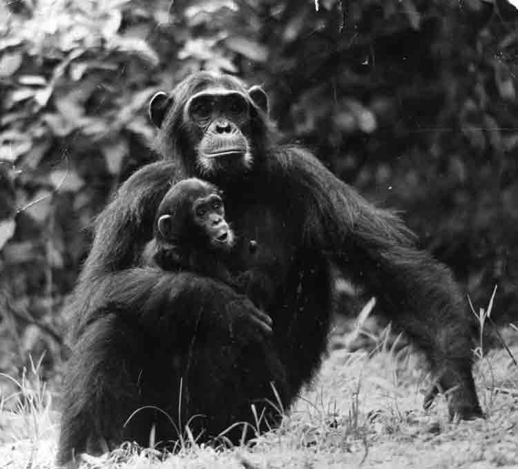 sparrow Sparrow and baby Sandi, from original photo by Larry Goldman taken in 1974