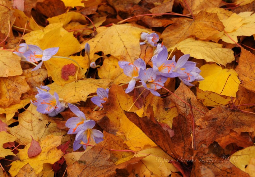 3461126069_650bcd5980_b