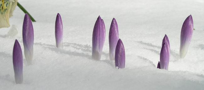 Crocus in snow Crocus in snow