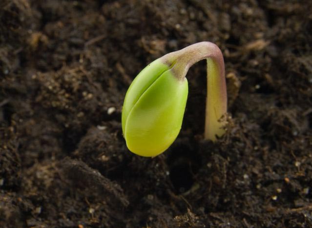 seedling-sprouting_lg