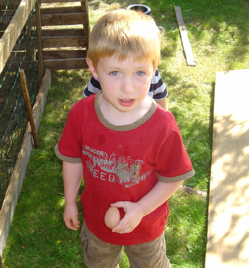 chicken-lays-a-egg-toby-holding