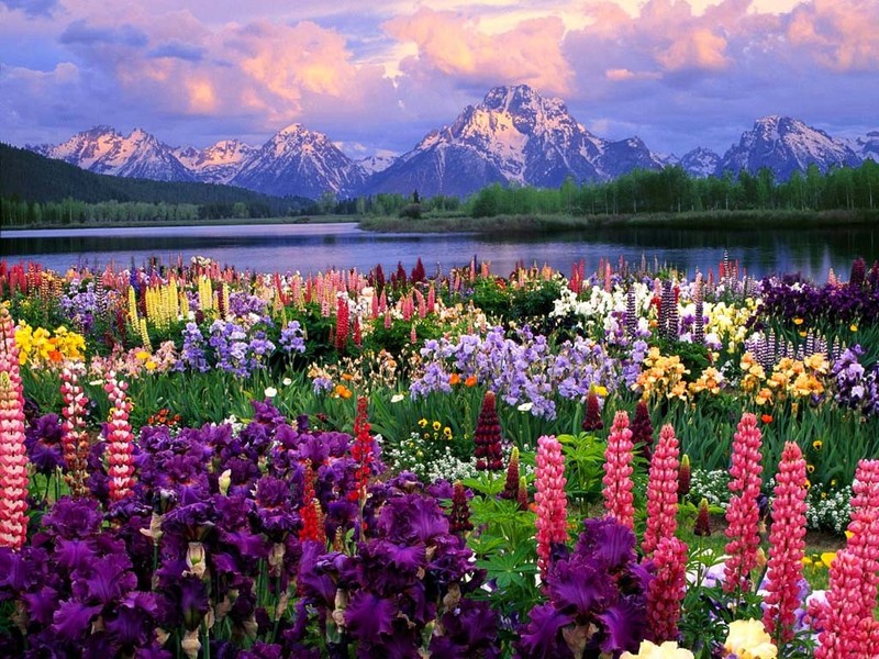 field-of-flowers-1