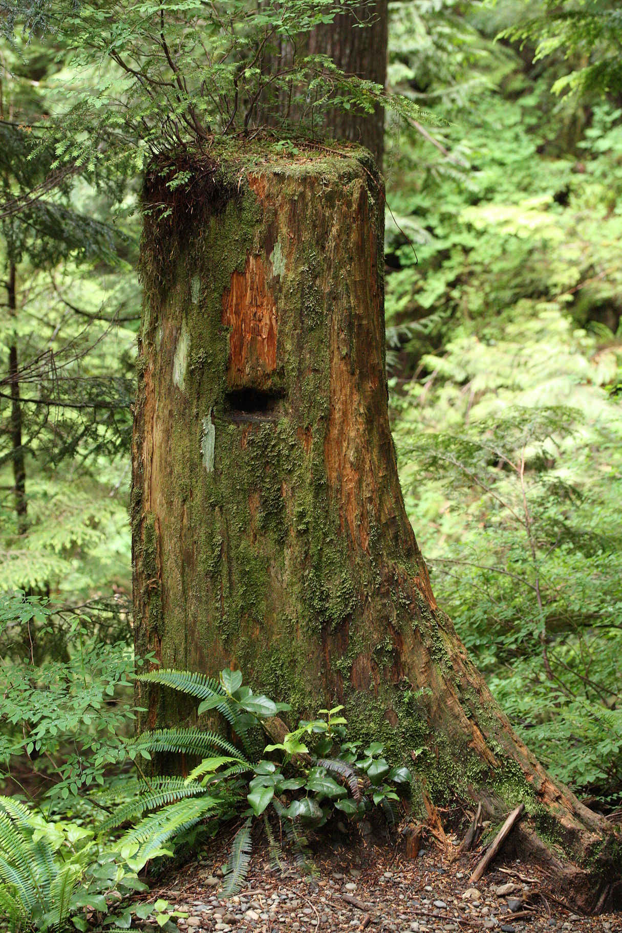 1215px-Stump_9640