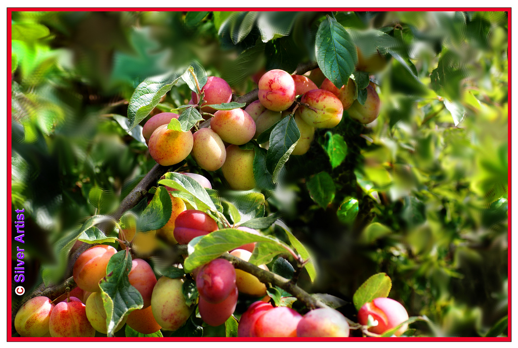 2916957109_73e76ac02d_b