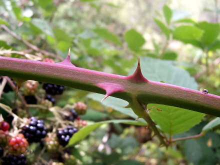 BlackberryThorns