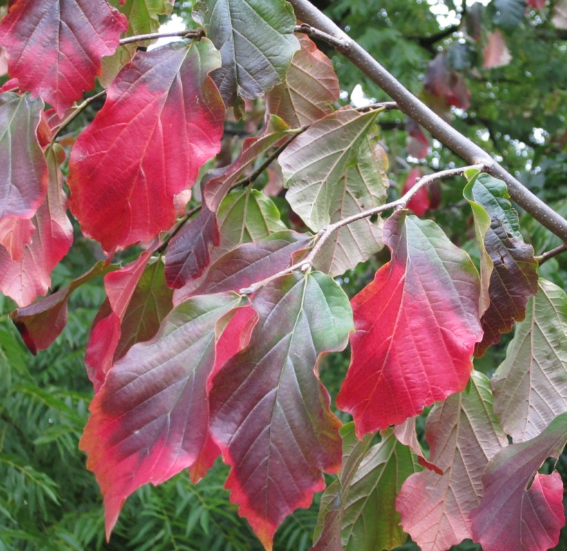 parrotia