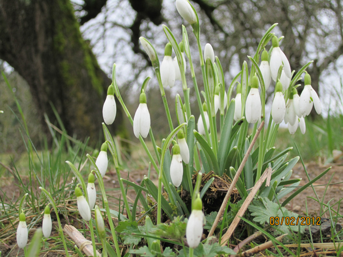 snowdrops2