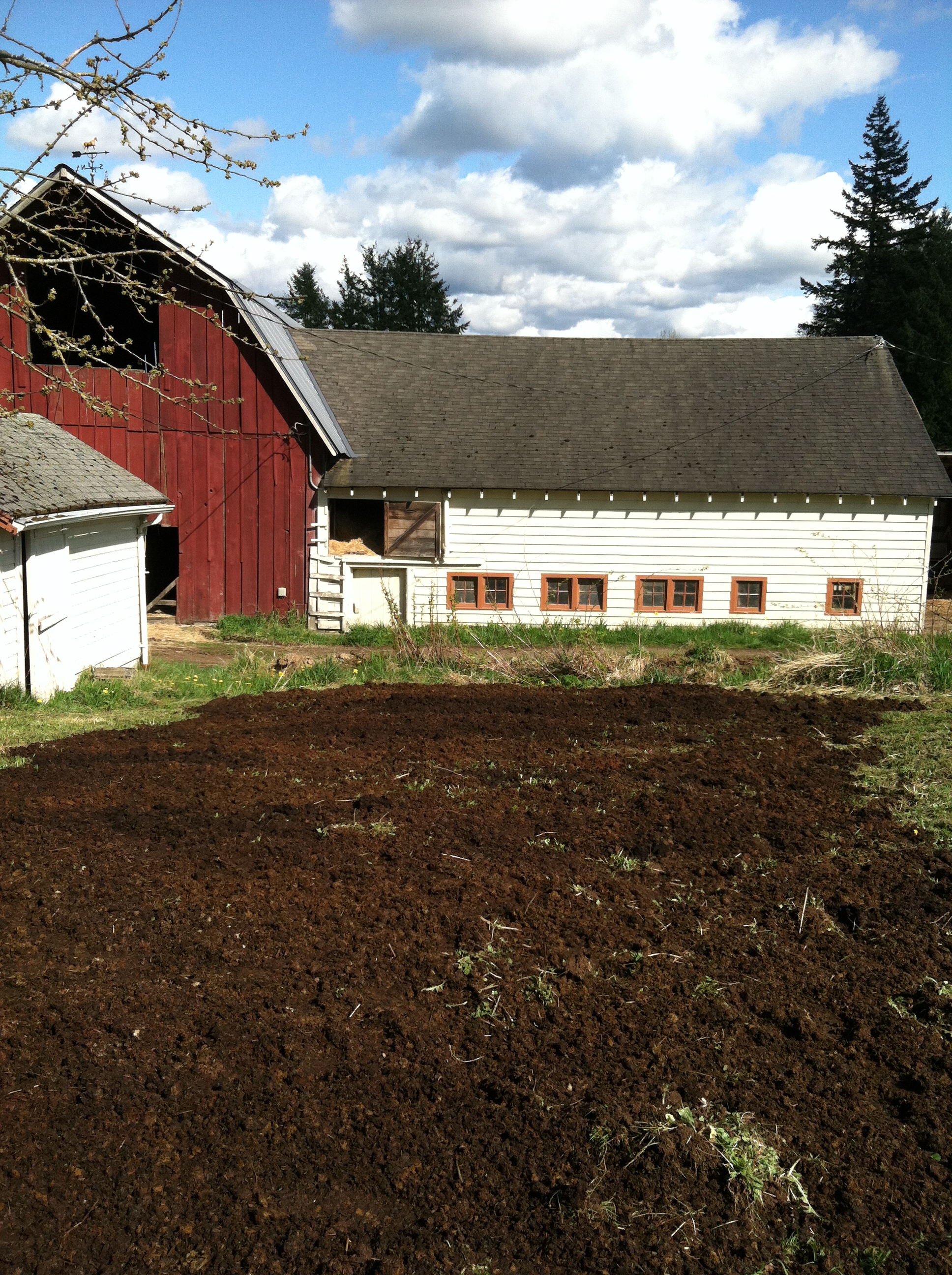 horse manure composted garden