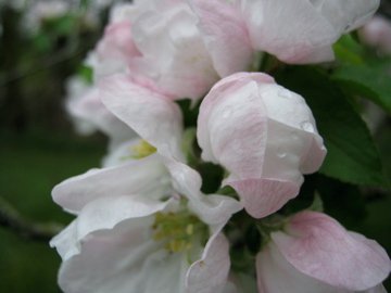 25173_1454189233874_1207615738_31335420_5812581_n