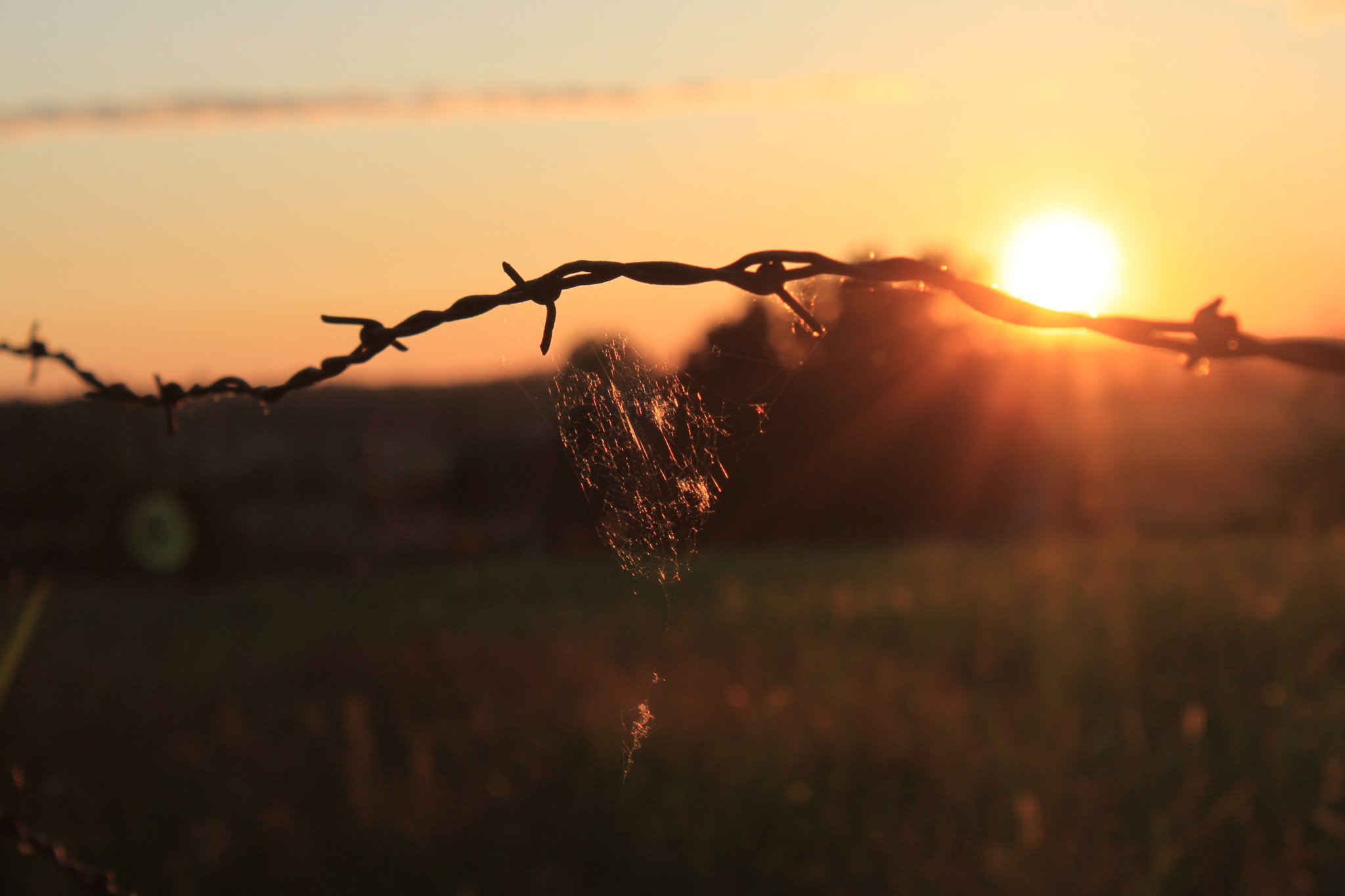 271381_530772921134_8238001_o