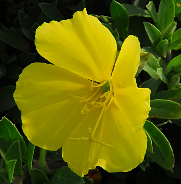 beach-evening-primrose-close