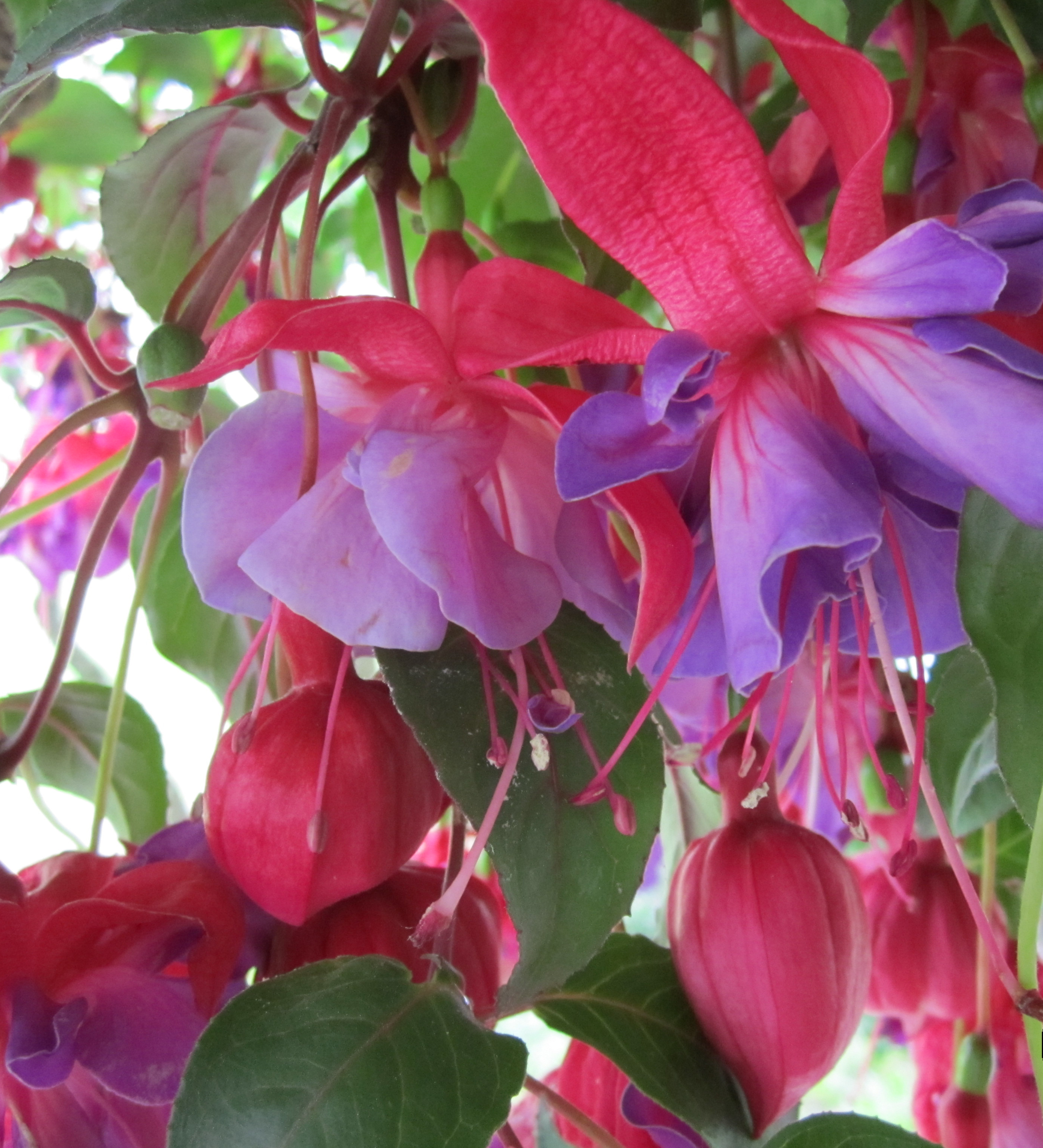 fuschia