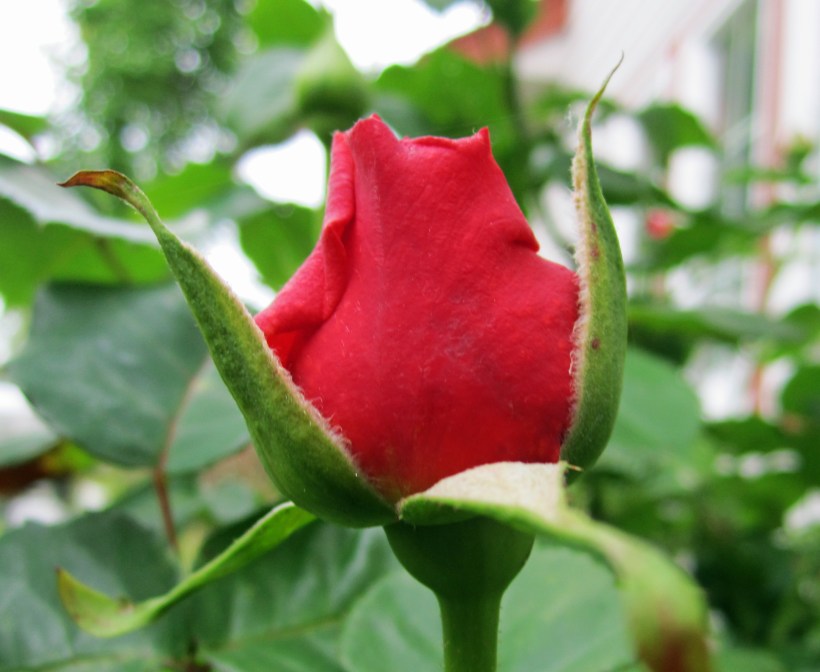 redrose
