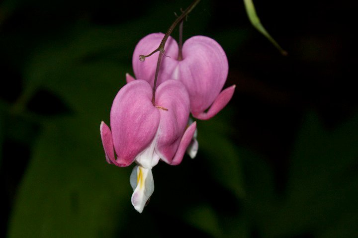 32269_1431271414080_5317582_n