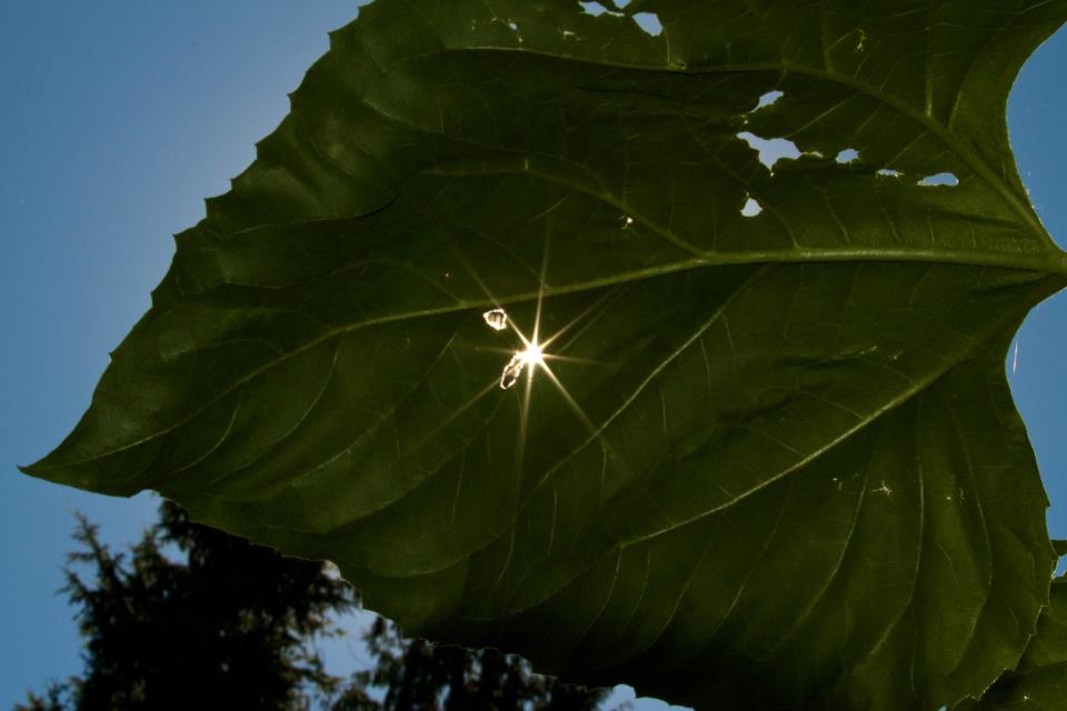 557453_4179198630543_792219284_n