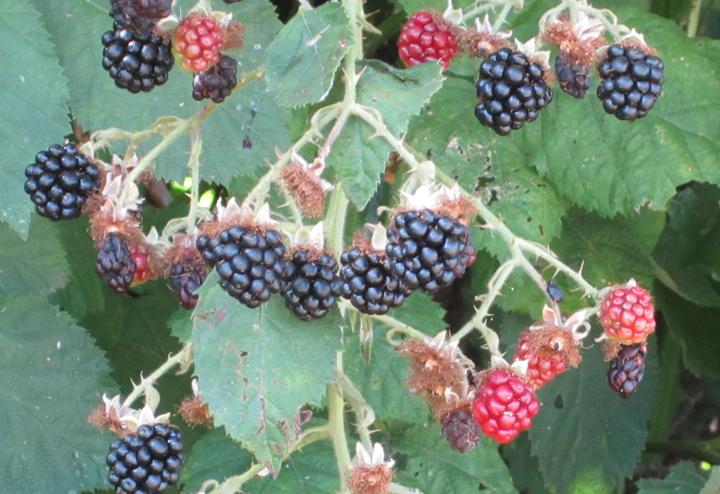 blackberry