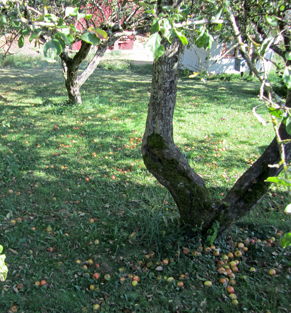 gravensteinwindfalls