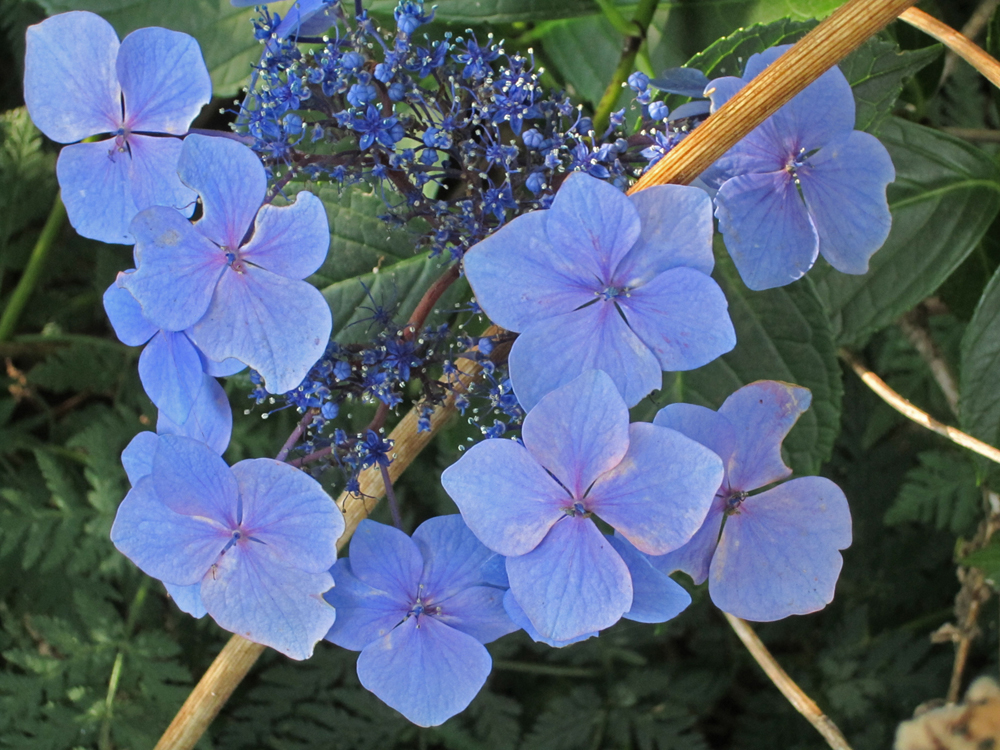 hydrangea