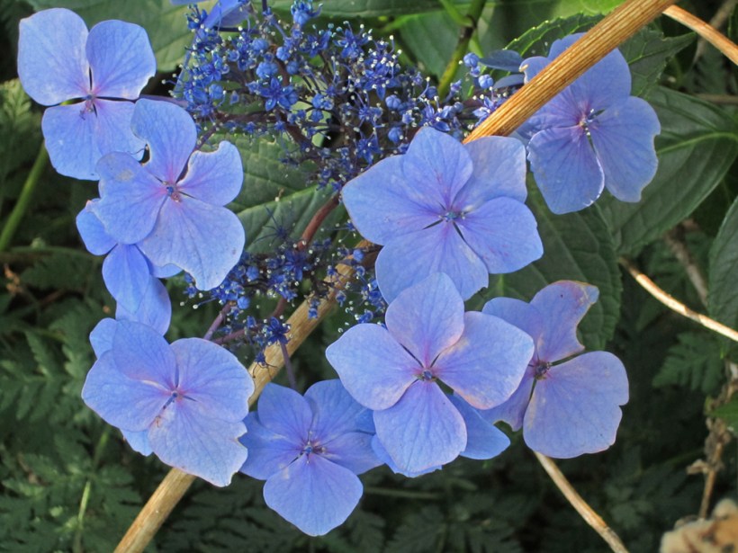 hydrangea