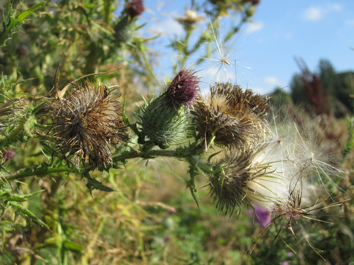 thistle