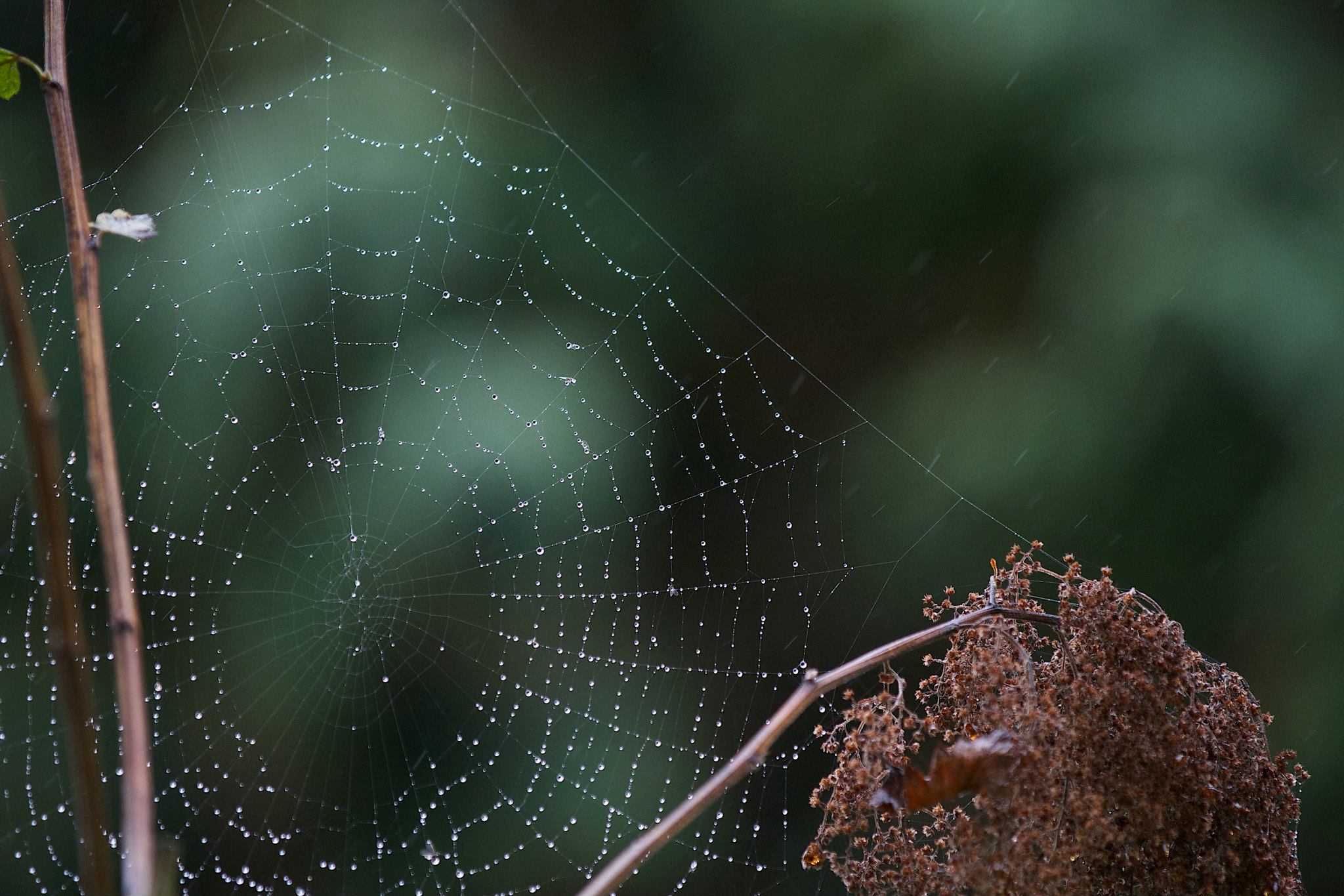 177265_4336949654220_1799126214_o