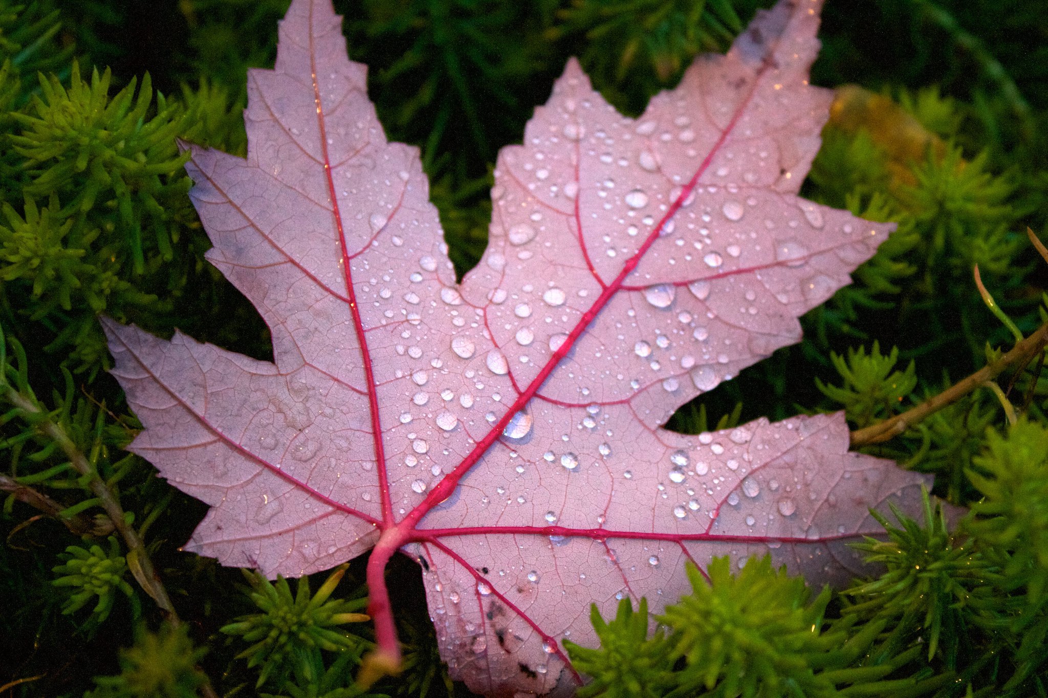 55522_1612308659898_4033187_o