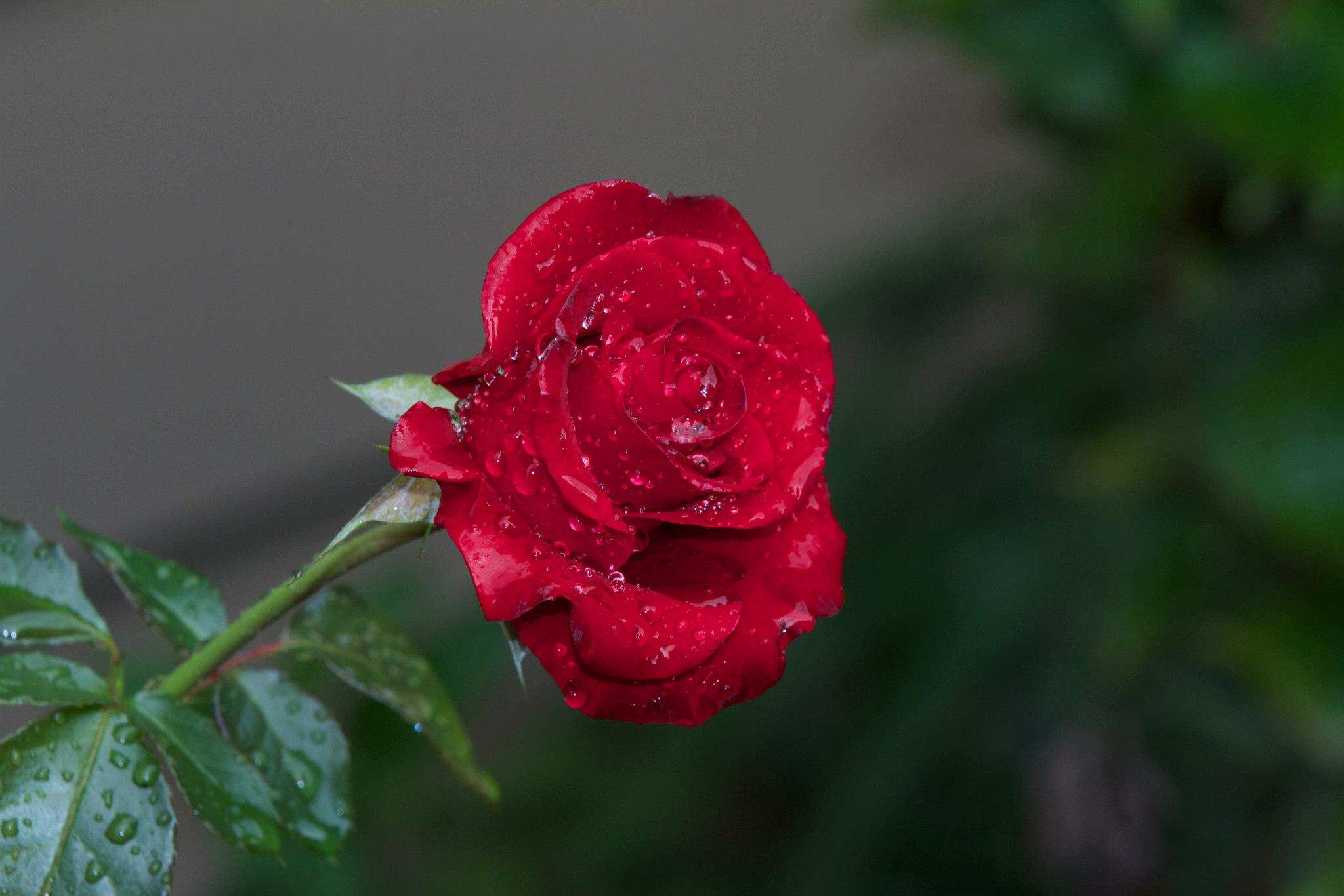 615493_4347350114225_153381906_o