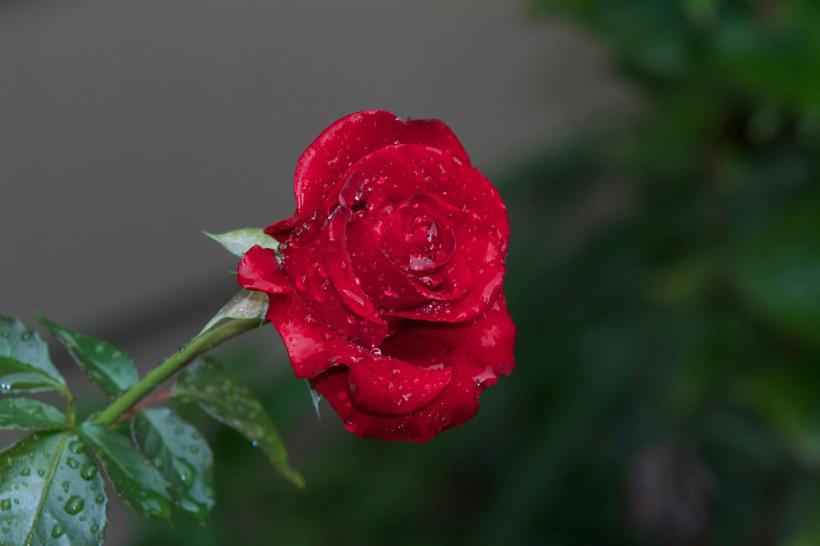 photo by Josh Scholten