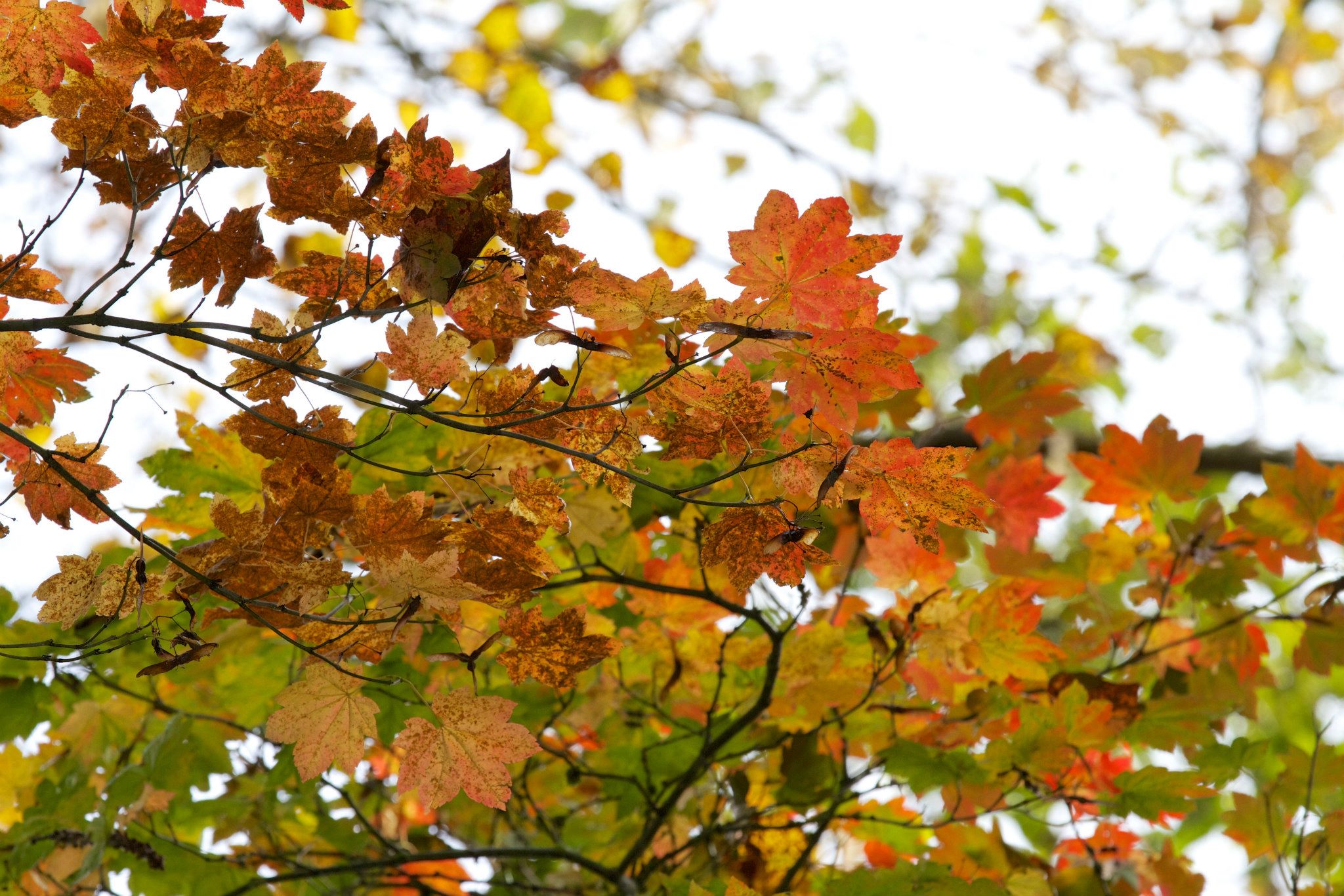 621630_4347359634463_888811647_o